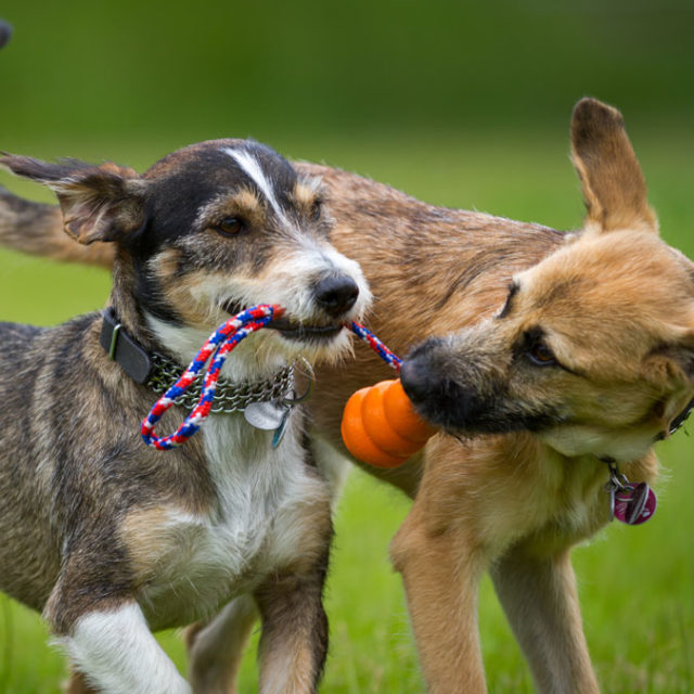 Happy Paws Hotel & Spa - Dog Boarding